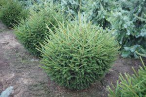 Picea Orientalis Nigra Compacta - View 14 from www redcrocus com