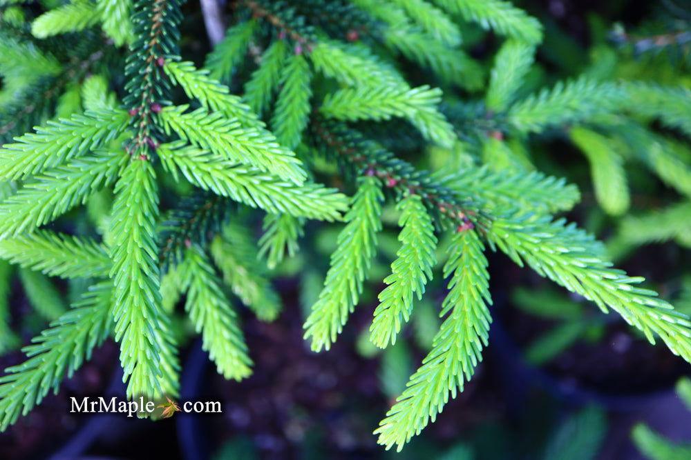 Picea Orientalis Nigra Compacta - View 16 from www redcrocus com