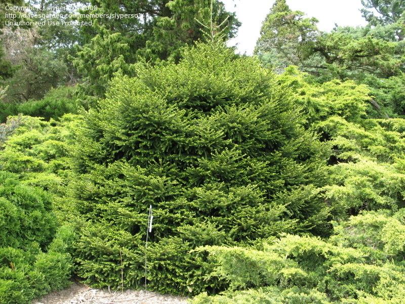 Picea Orientalis Nigra Compacta - View 17 from www redcrocus com