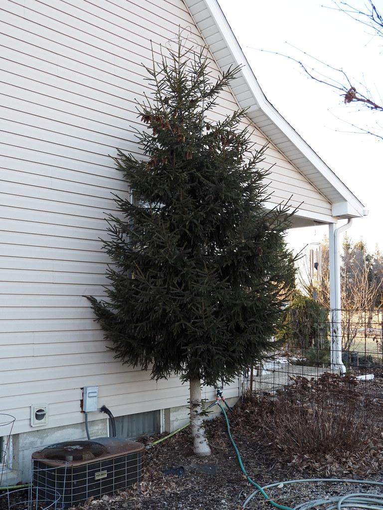 Picea Orientalis Nigra Compacta - View 18 from www redcrocus com