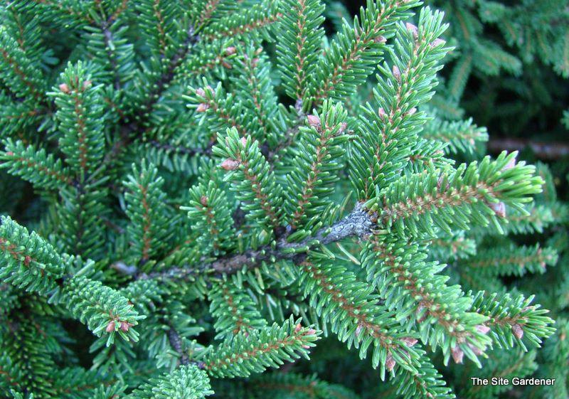 Picea Orientalis Nigra Compacta - View 2 from www redcrocus com