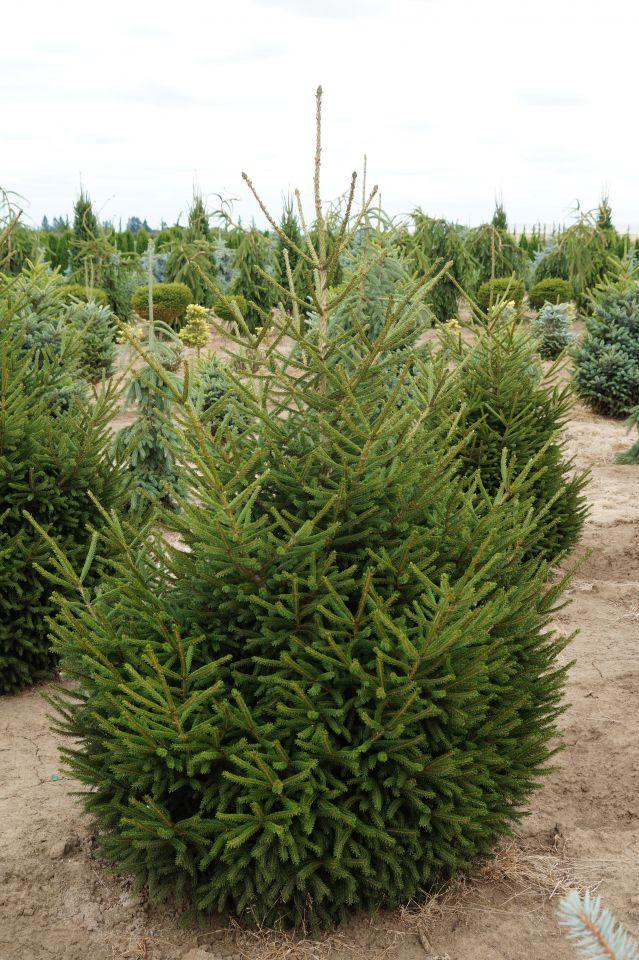 Picea Orientalis Nigra Compacta - View 3 from www redcrocus com