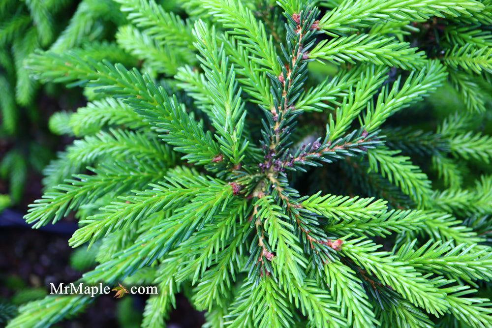 Picea Orientalis Nigra Compacta - View 7 from www redcrocus com
