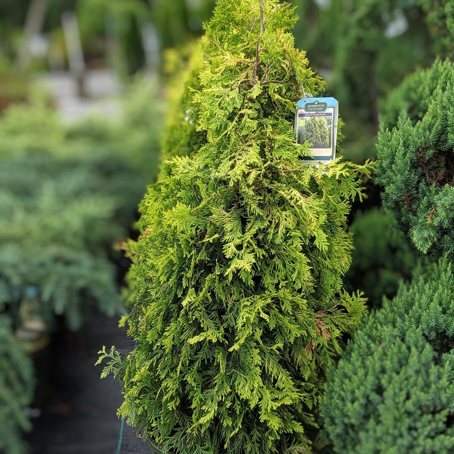 Thuja Occidentalis Yellow Ribbon - View 13 from www redcrocus com