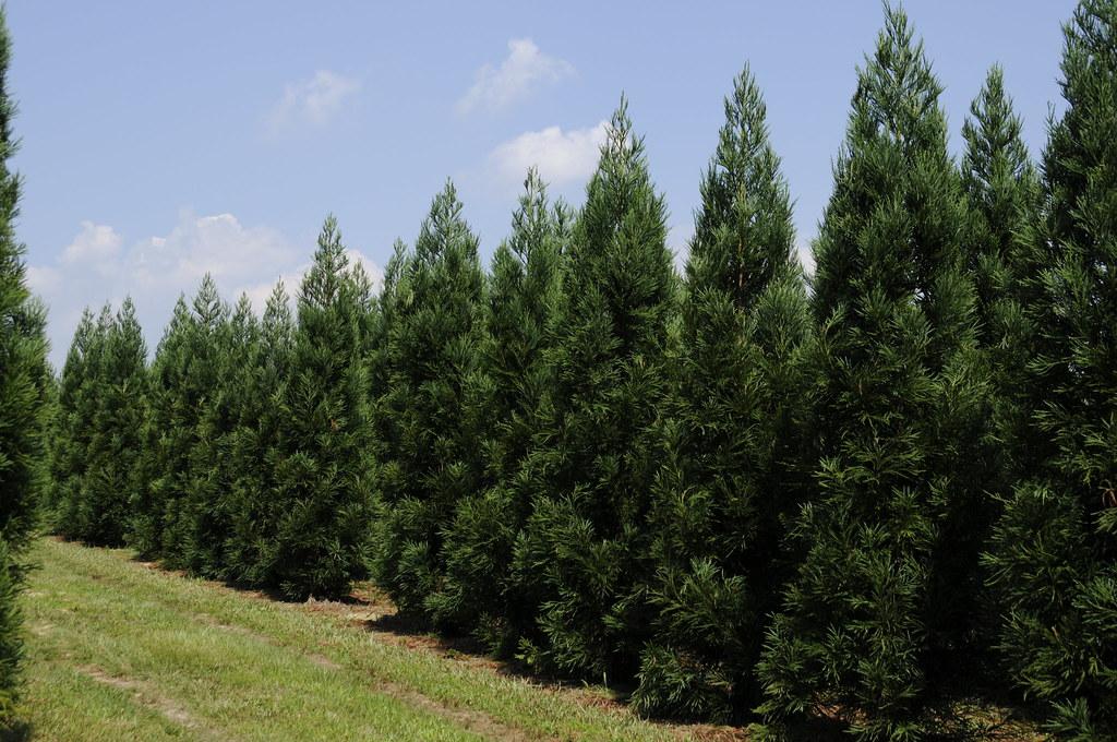 Cryptomeria Japonica Radicans - View 11 from www redcrocus com