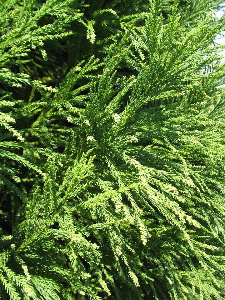 Cryptomeria Japonica Radicans - View 14 from www redcrocus com