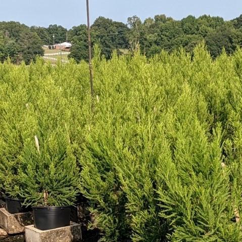 Cryptomeria Japonica Radicans - View 19 from www redcrocus com