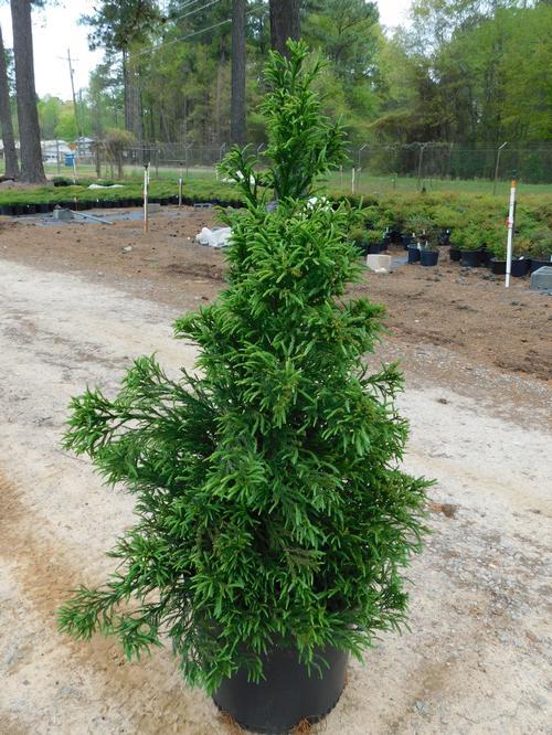 Cryptomeria Japonica Radicans - View 5 from www redcrocus com