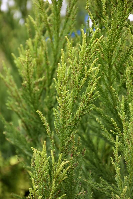 Cryptomeria Japonica Radicans - View 7 from www redcrocus com
