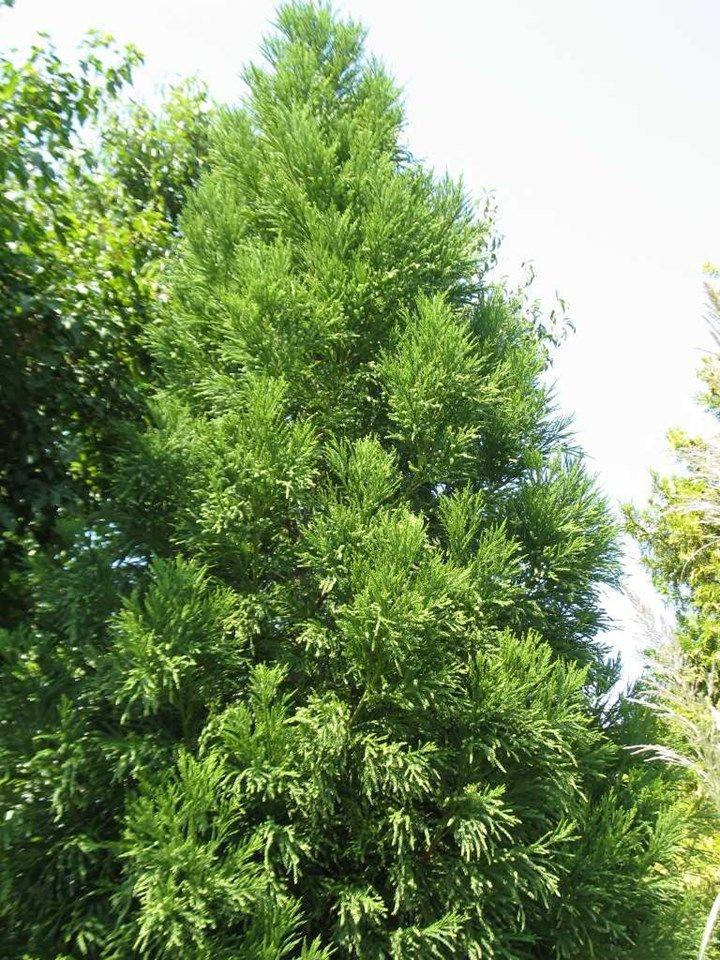 Cryptomeria Japonica Radicans - View 9 from www redcrocus com