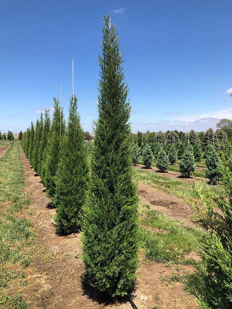 Juniperus Virginiana Taylor - View 19 from www redcrocus com