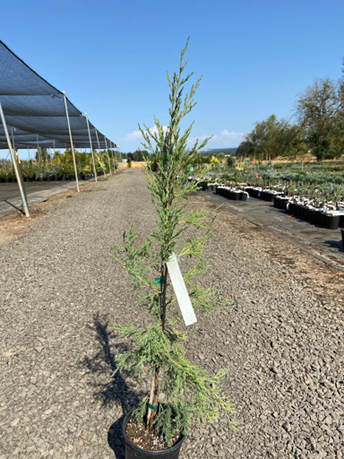 Juniperus Virginiana Taylor - View 11 from www redcrocus com