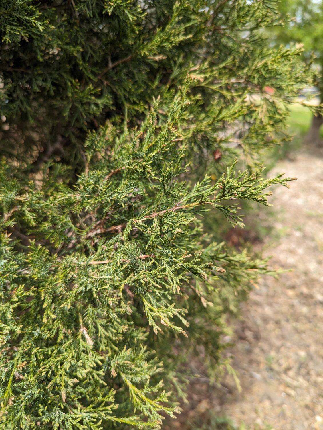 Juniperus Virginiana Taylor - View 13 from www redcrocus com