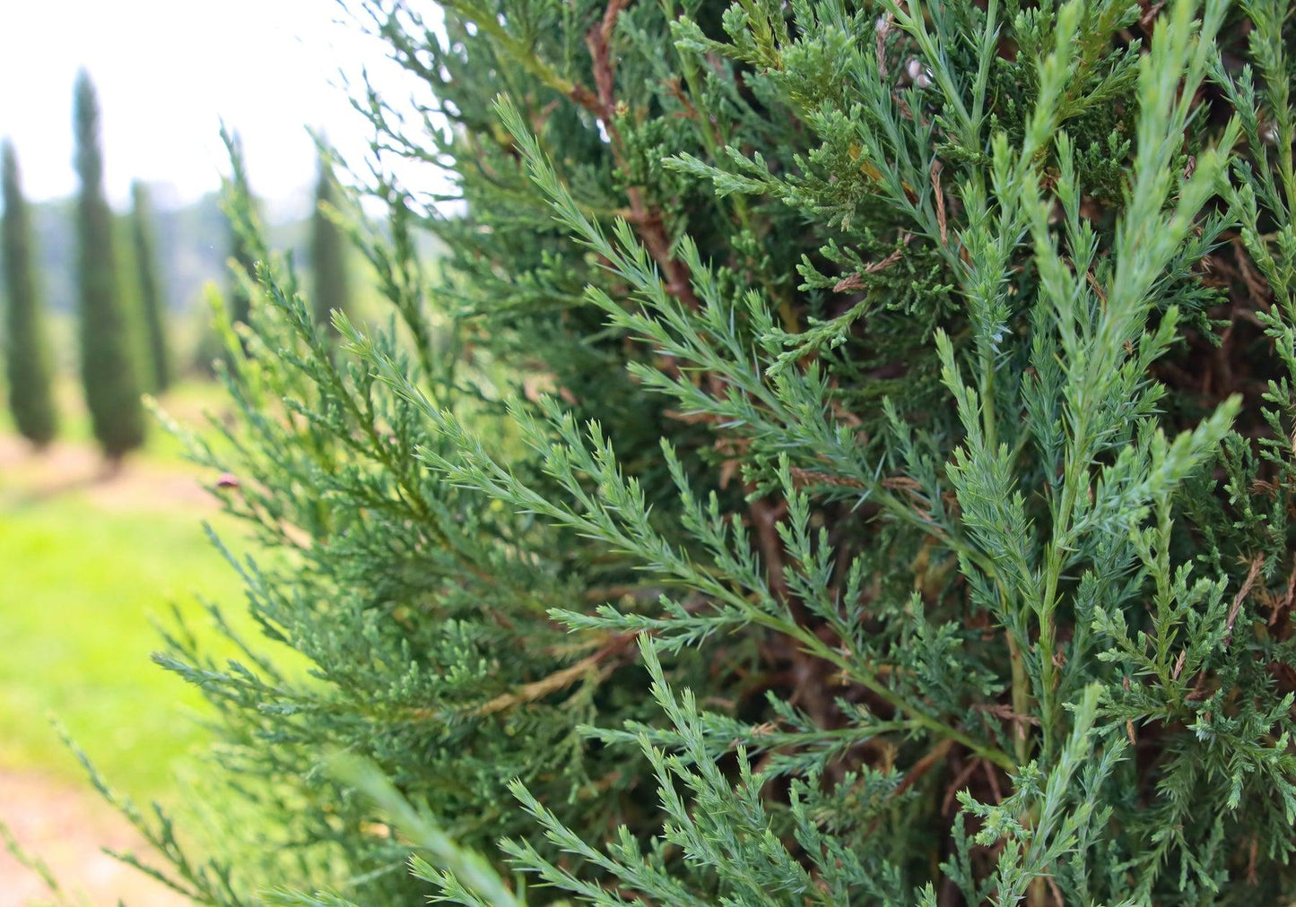 Juniperus Virginiana Taylor - View 14 from www redcrocus com