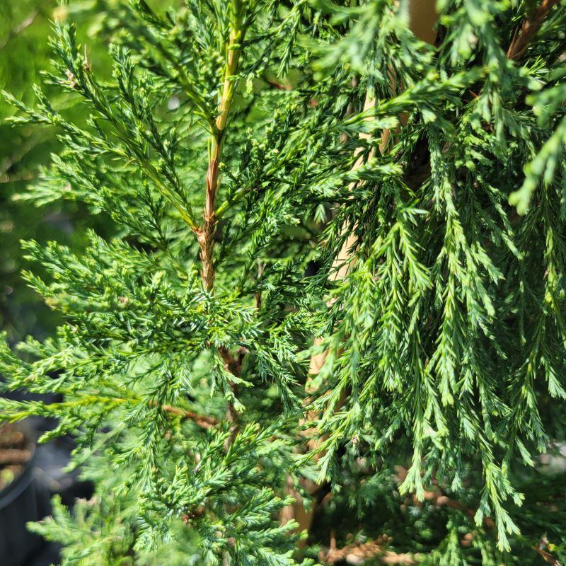 Juniperus Virginiana Taylor - View 15 from www redcrocus com