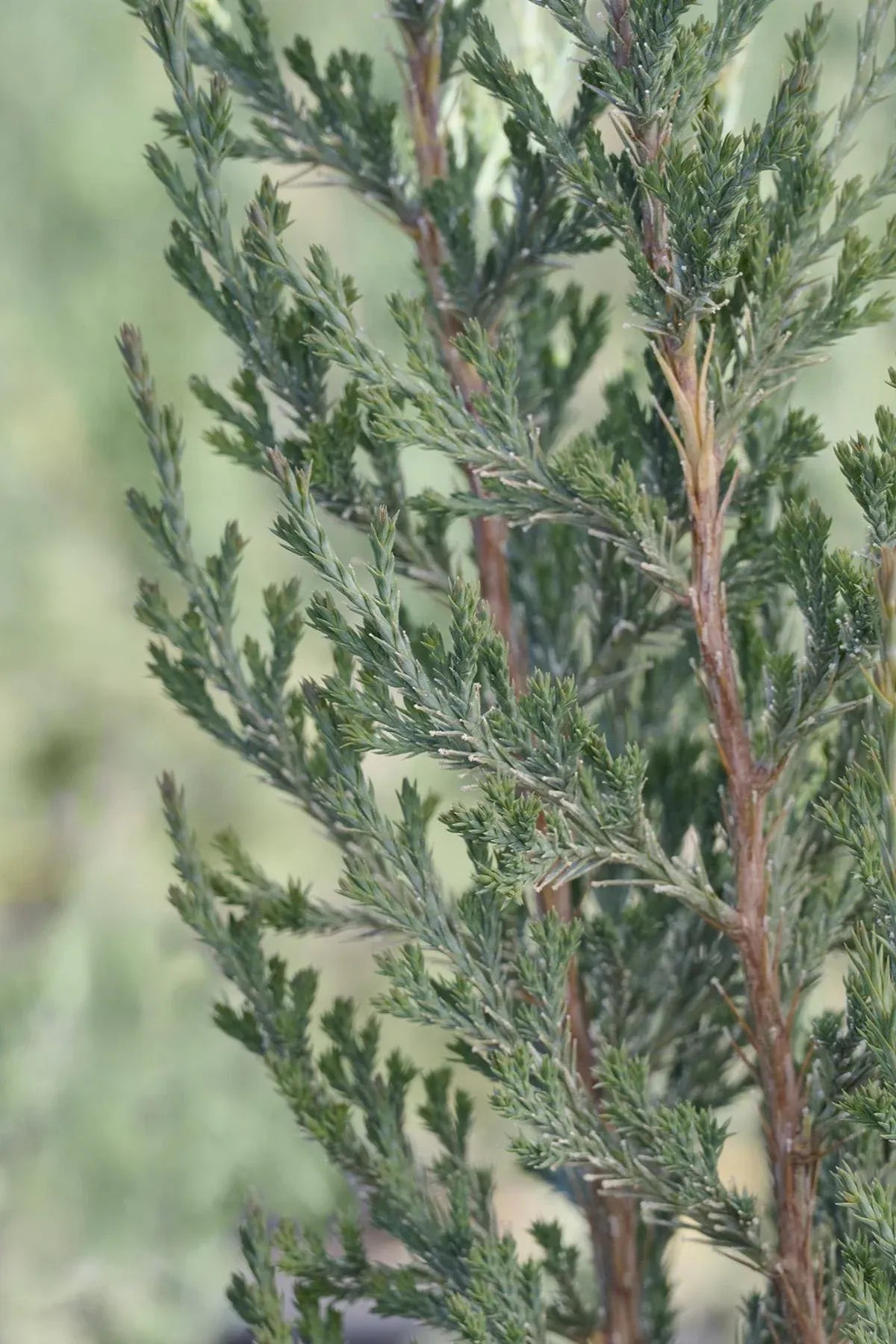 Juniperus Virginiana Taylor - View 19 from www redcrocus com