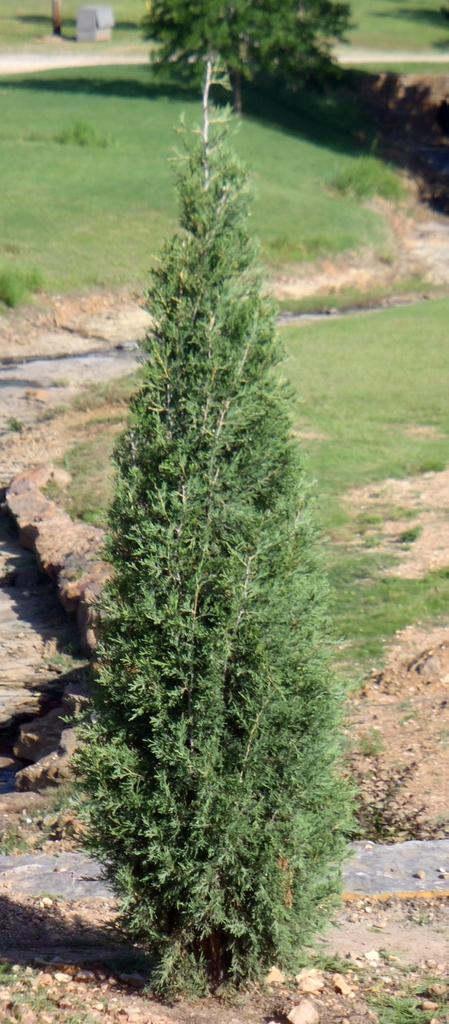 Juniperus Virginiana Taylor - View 20 from www redcrocus com