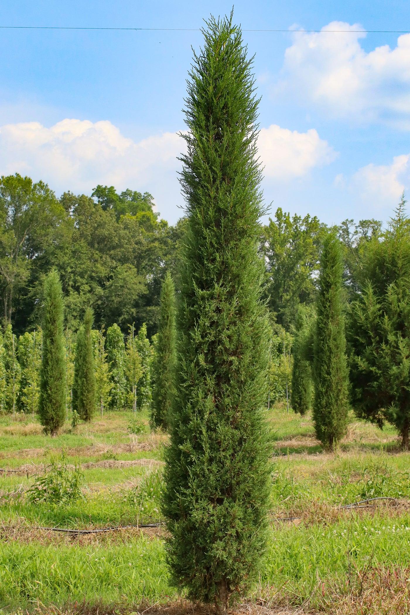Juniperus Virginiana Taylor - View 6 from www redcrocus com