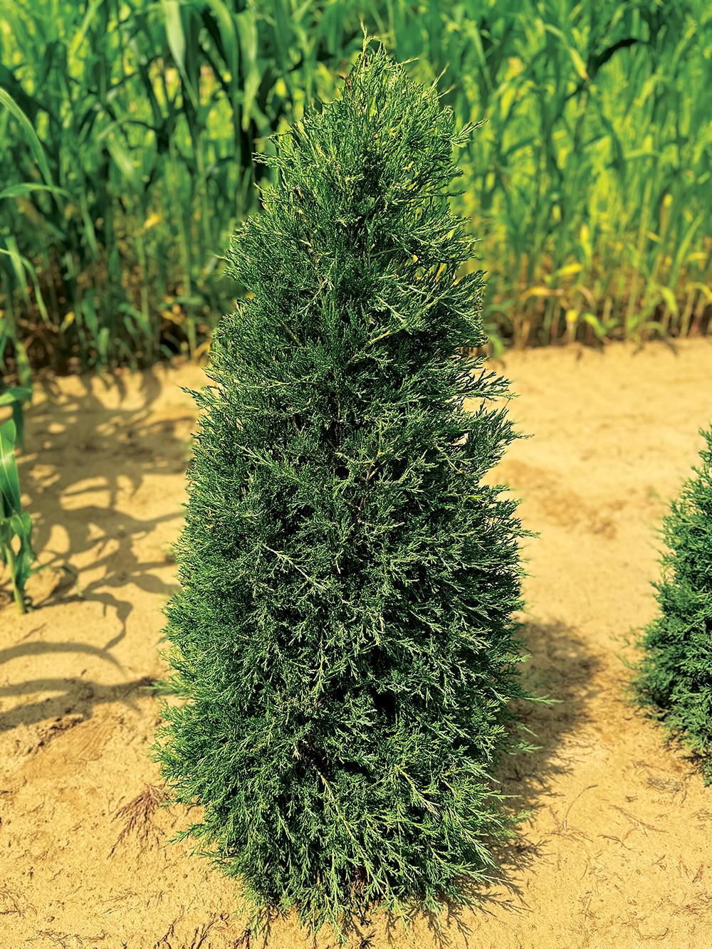 Juniperus Virginiana Taylor - View 8 from www redcrocus com