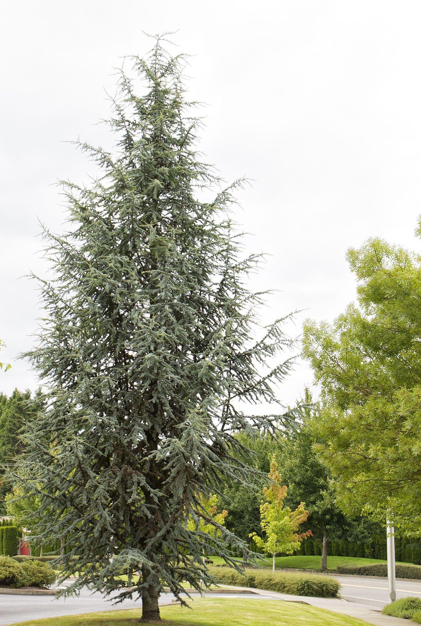 Cedrus Atlantica Fastigiata - View 10 from www redcrocus com