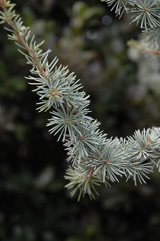 Cedrus Atlantica Fastigiata - View 11 from www redcrocus com