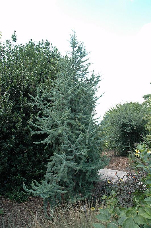 Cedrus Atlantica Fastigiata - View 13 from www redcrocus com