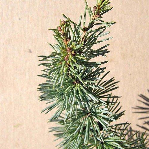 Cedrus Atlantica Fastigiata - View 14 from www redcrocus com