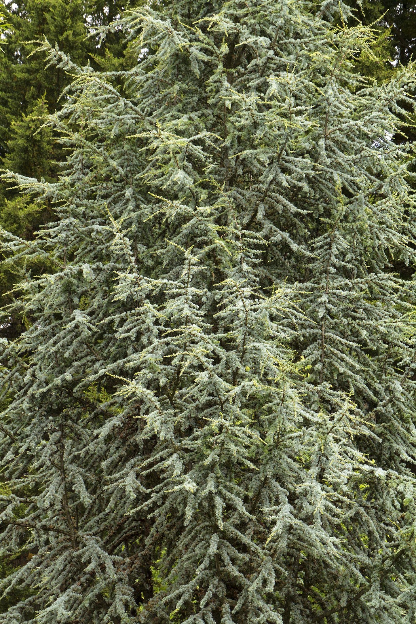 Cedrus Atlantica Fastigiata - View 15 from www redcrocus com