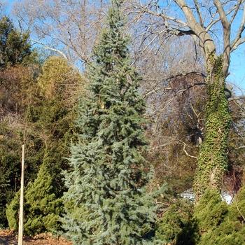Cedrus Atlantica Fastigiata - View 17 from www redcrocus com