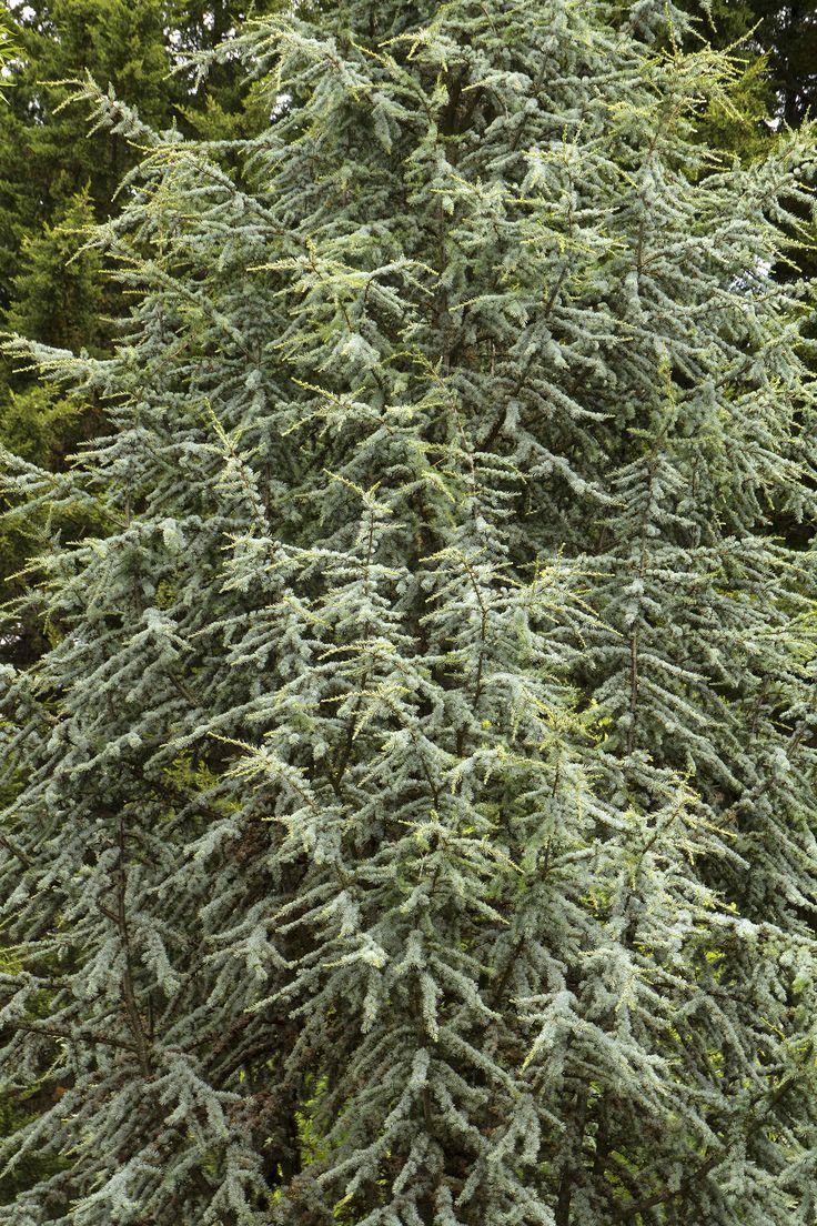 Cedrus Atlantica Fastigiata - View 18 from www redcrocus com
