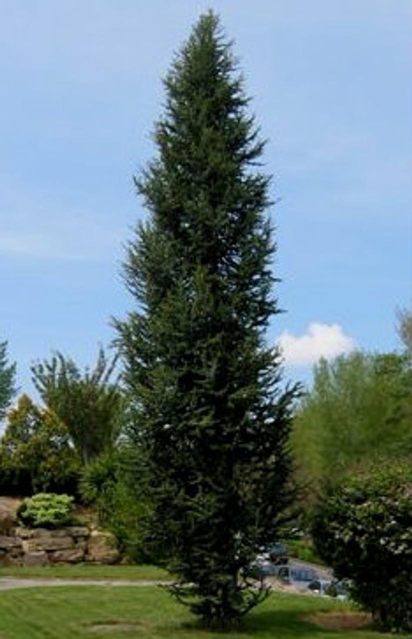 Cedrus Atlantica Fastigiata - View 2 from www redcrocus com