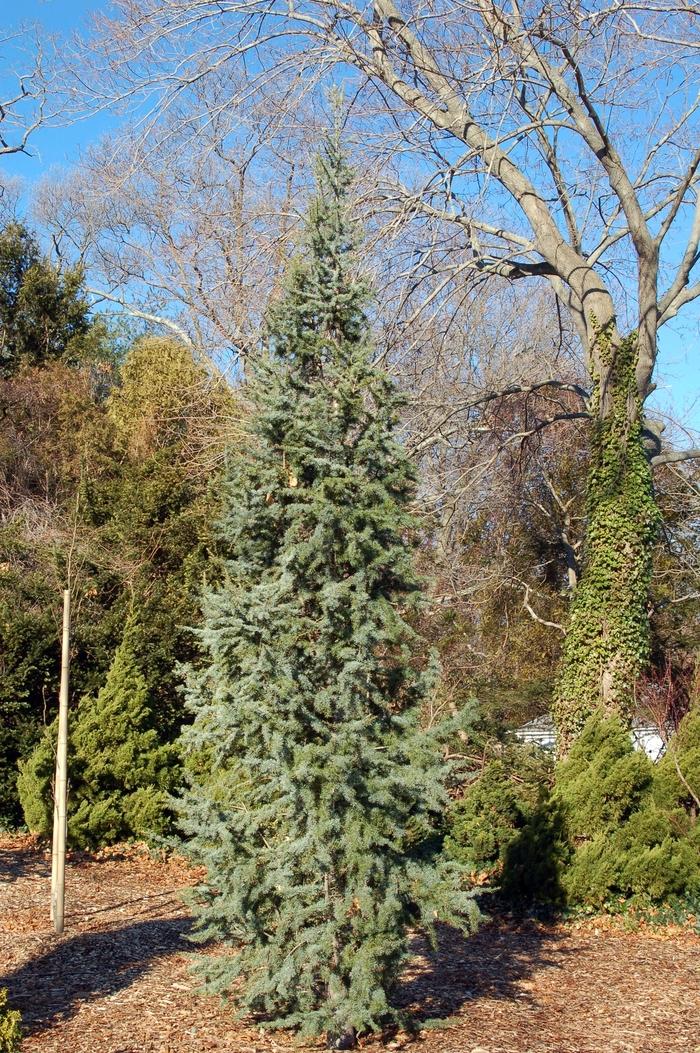 Cedrus Atlantica Fastigiata - View 3 from www redcrocus com