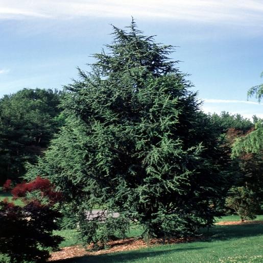 Cedrus Atlantica Fastigiata - View 6 from www redcrocus com