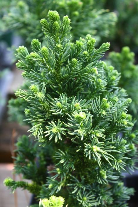 Cryptomeria Japonica Black Dragon - View 11 from www redcrocus com
