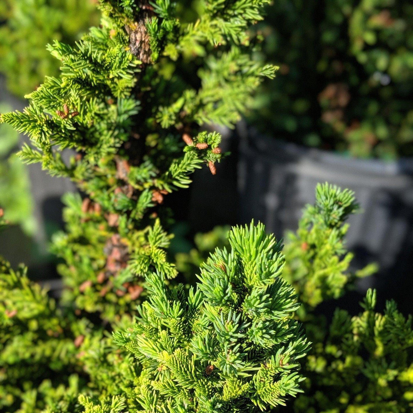 Cryptomeria Japonica Black Dragon - View 13 from www redcrocus com