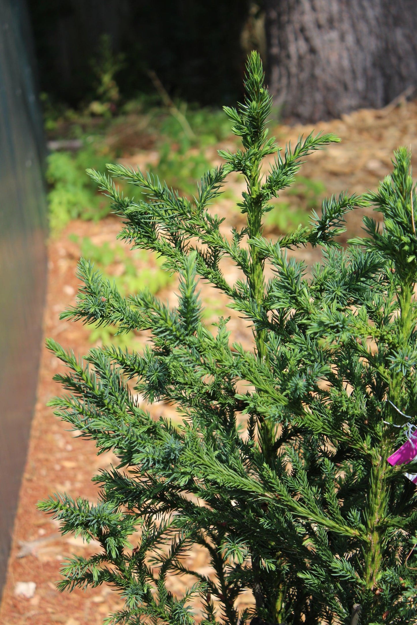 Cryptomeria Japonica Black Dragon - View 15 from www redcrocus com