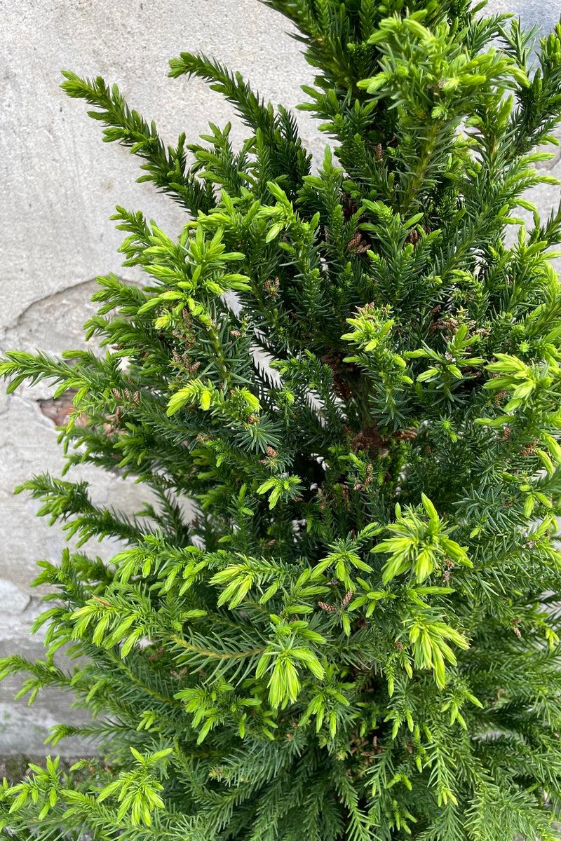Cryptomeria Japonica Black Dragon - View 17 from www redcrocus com