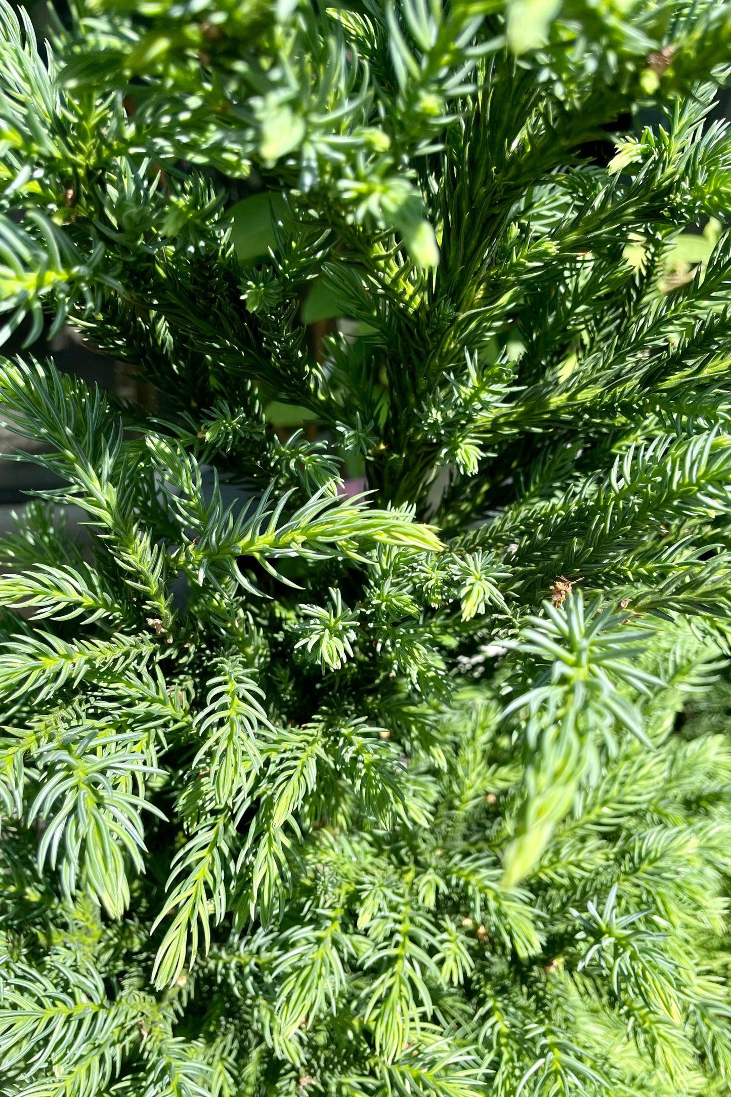 Cryptomeria Japonica Black Dragon - View 18 from www redcrocus com