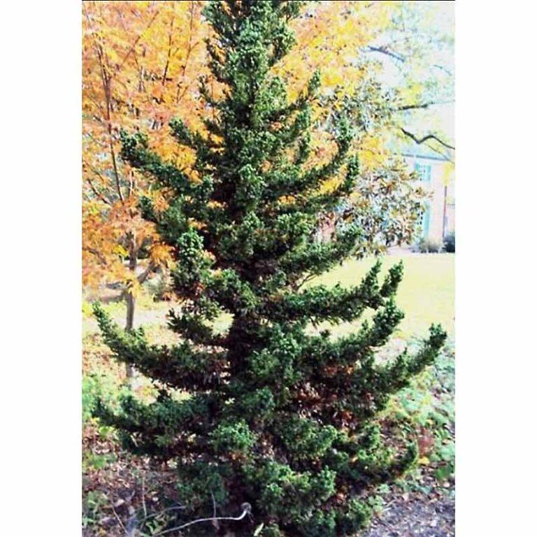 Cryptomeria Japonica Black Dragon - View 3 from www redcrocus com