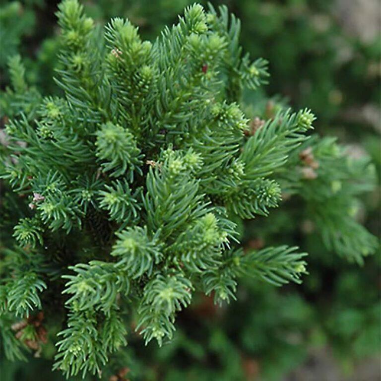 Cryptomeria Japonica Black Dragon - View 5 from www redcrocus com