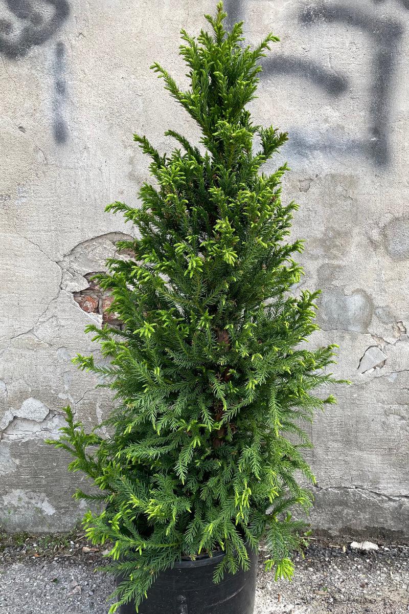 Cryptomeria Japonica Black Dragon - View 7 from www redcrocus com