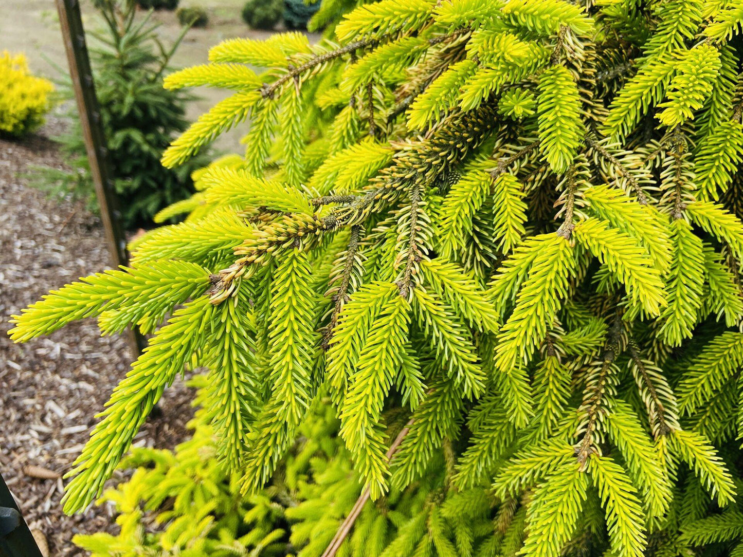 Picea Orientalis Skylands - View 10 from www redcrocus com
