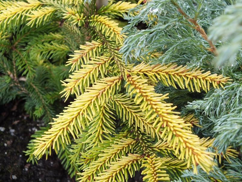 Picea Orientalis Skylands - View 11 from www redcrocus com