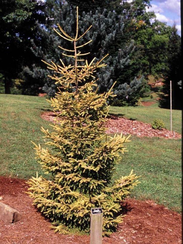 Picea Orientalis Skylands - View 12 from www redcrocus com