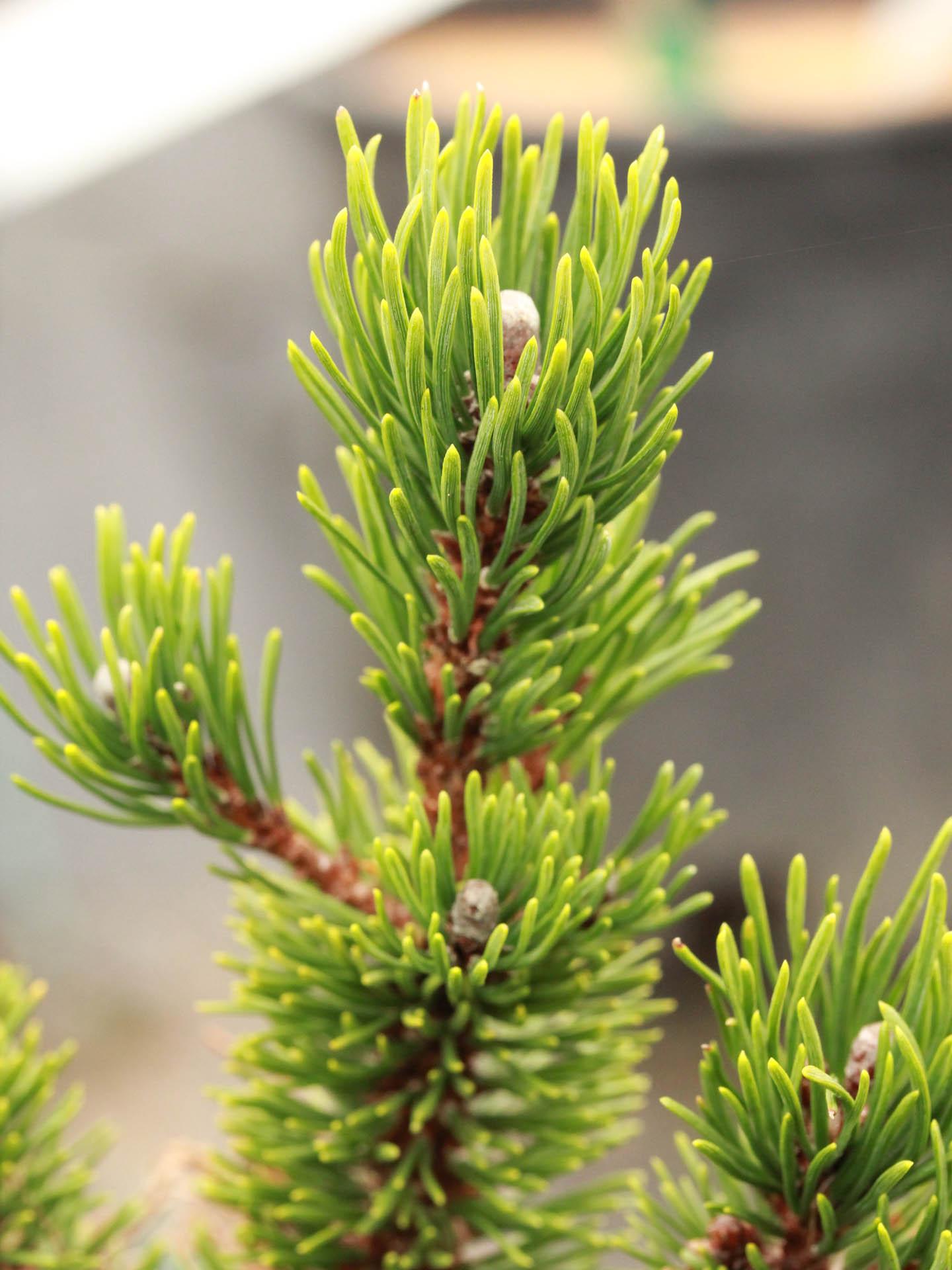 Picea Orientalis Skylands - View 13 from www redcrocus com