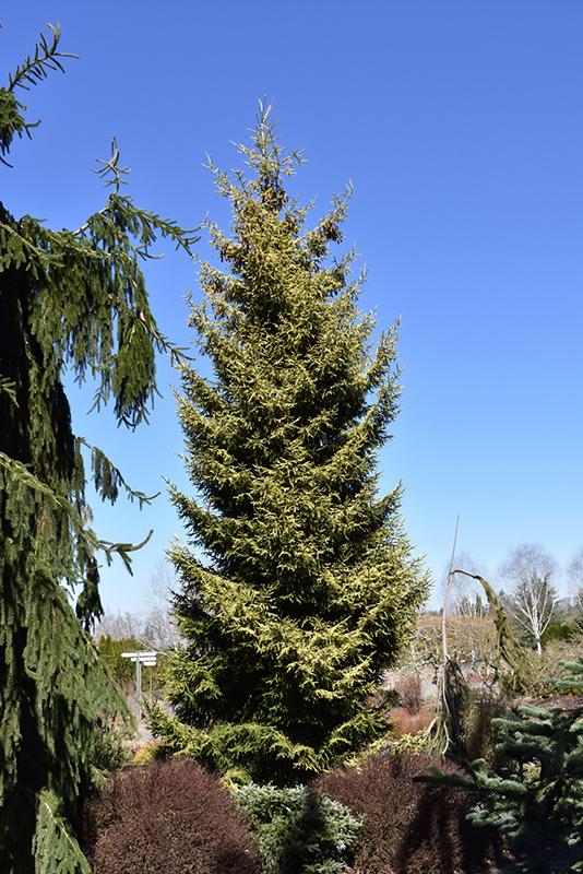 Picea Orientalis Skylands - View 14 from www redcrocus com