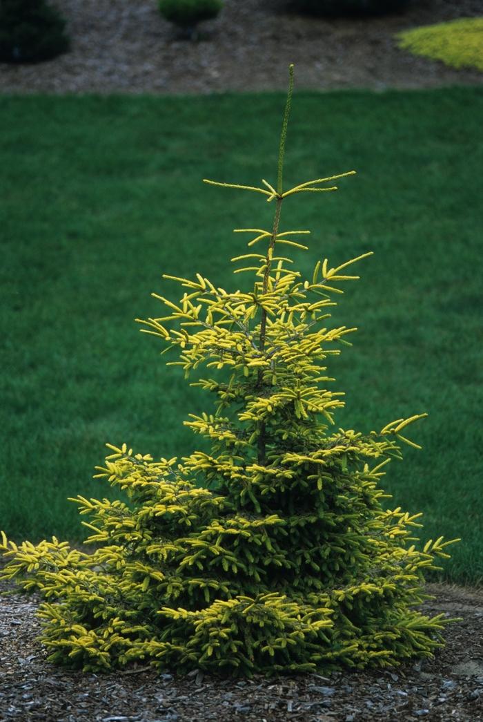 Picea Orientalis Skylands - View 15 from www redcrocus com