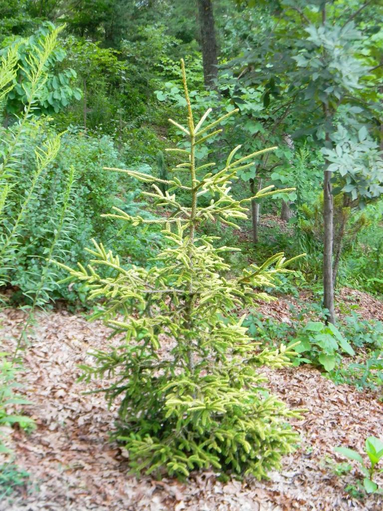 Picea Orientalis Skylands - View 16 from www redcrocus com