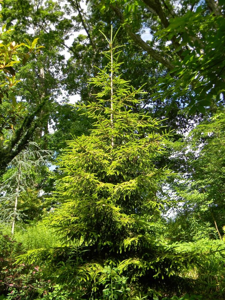 Picea Orientalis Skylands - View 17 from www redcrocus com