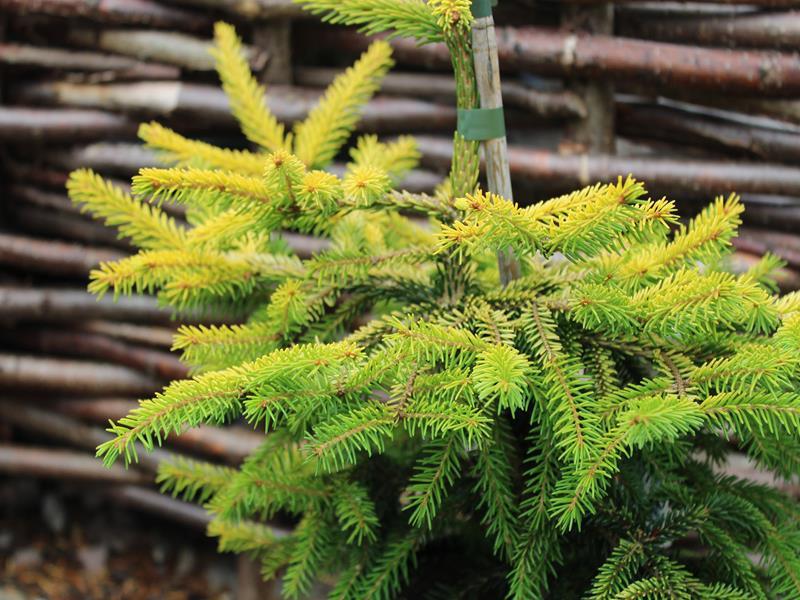 Picea Orientalis Skylands - View 18 from www redcrocus com